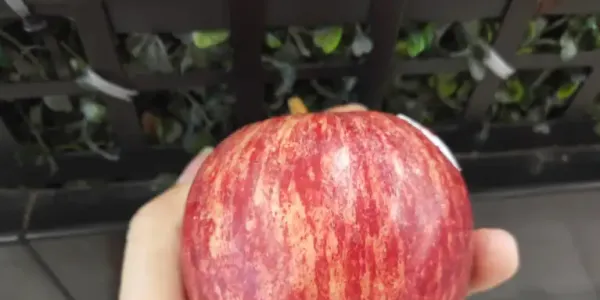 苹果煮熟吃有哪些好处 哪些人群适合吃煮熟的苹果