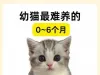 0-6个月幼猫养护攻略，新手铲屎官必看