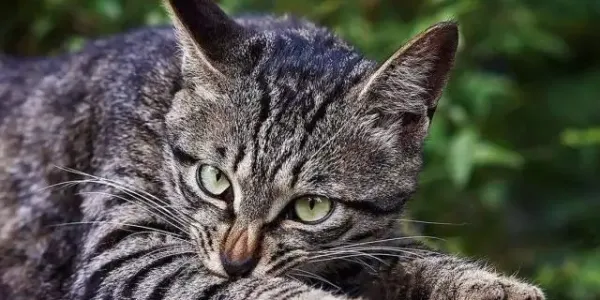 猫咪恨主人的十种表现