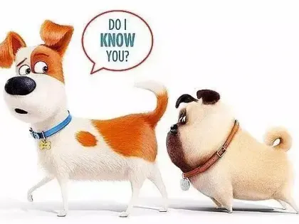 为什么狗狗见面，会先去闻对方的屁股？