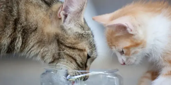 宠物饮水的重要性：别让“小水杯”变成健康“大隐患”