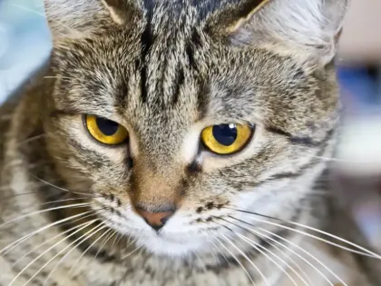 猫咪最讨厌主人的十种行为