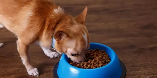 关于宠物的那些知识！！100%干货！