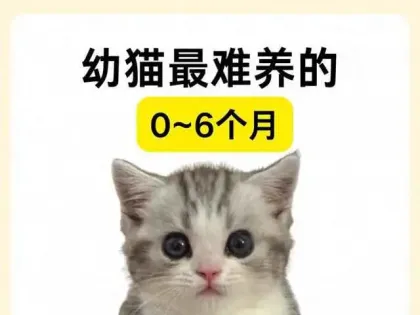 0-6个月幼猫养护攻略，新手铲屎官必看