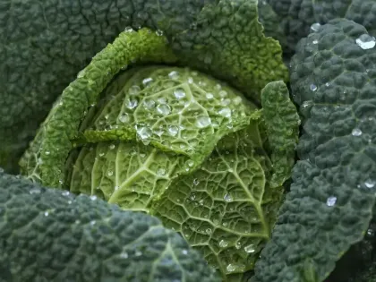 涨知识啦！关于植物的十个知识点来啦！