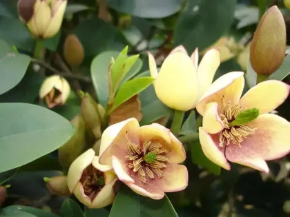 干货来袭！200种植物知识汇总（下篇），必收藏！