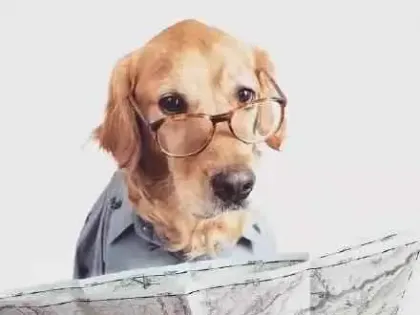 一只超级时尚的金毛寻回猎犬，你的打扮比得上他吗？