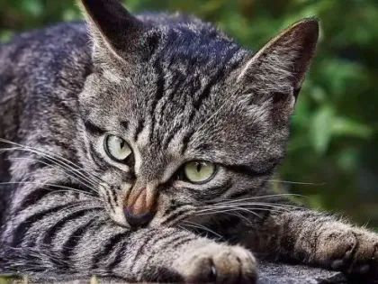 猫咪恨主人的十种表现