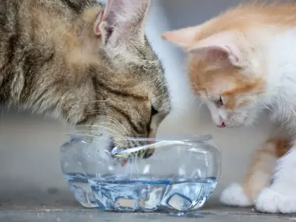 宠物饮水的重要性：别让“小水杯”变成健康“大隐患”