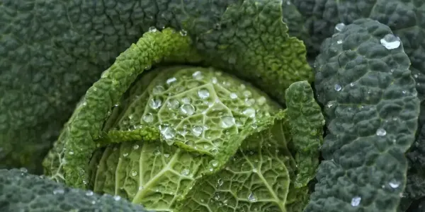 涨知识啦！关于植物的十个知识点来啦！