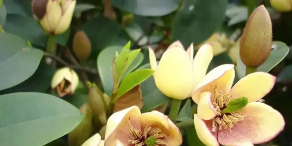 干货来袭！200种植物知识汇总（下篇），必收藏！