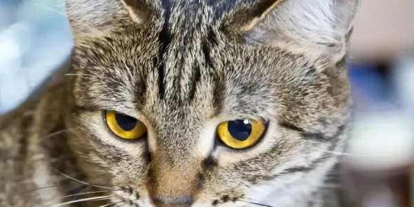 猫咪最讨厌主人的十种行为