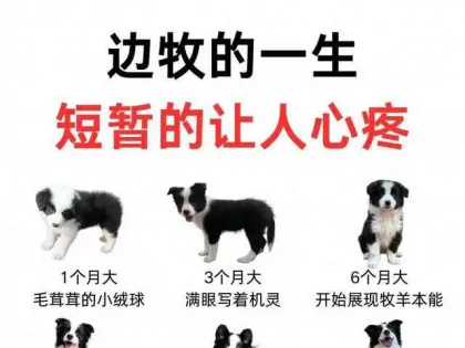 边牧一生太戳心！从机灵小绒球到暖心老宝贝，看完泪目